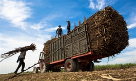 Vietnam slaps anti-dumping duty on Thai sugar