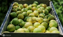 Vietnam, New Zealand to expand fruit trade this year
