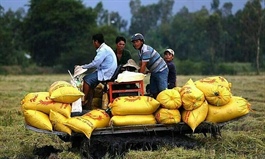 Vietnam 11th best performer in Asia food security ranking