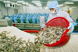 Indian supply recovery may hamper growth of Vietnam shrimp exports in 2021