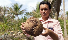Mekong Delta coconut kingdom loses crops to invasive caterpillar