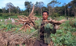 ​Cassava exports, prices jump on surging China demand
