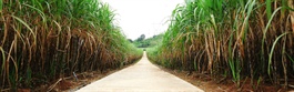 Expansion of sugarcane expected to balance sugar market