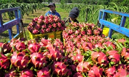 Vietnam targets $10 bln worth of fruit, vegetable exports