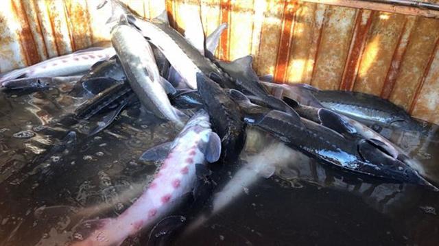 Nhiều loại cá tầm nhập khẩu từ Trung Quốc có hại cho môi trường sống