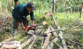 Stretched to the limit, Vietnam farmers chop down rubber trees