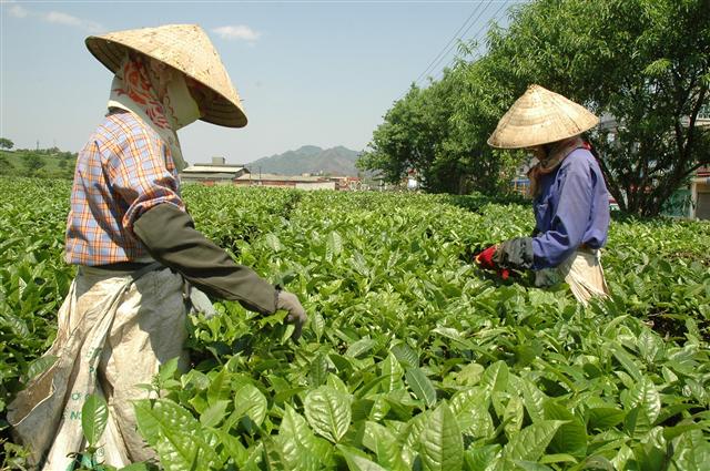 Tea industry prepares to accommodate new consumer trends