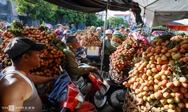 Foreign merchants register to purchase lychees in Vietnam