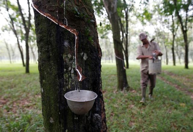 Rubber exports on a roll in first quarter