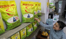 US firms cannot trademark Vietnamese ST25 rice