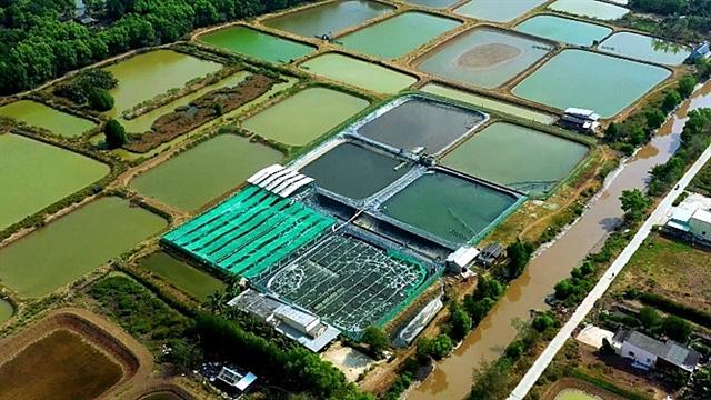 Grobest supports shrimp farmers to adopt intensive production with Gro-farm technology