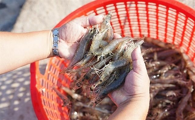 Grobest supports shrimp farmers to adopt intensive production with Gro-farm technology