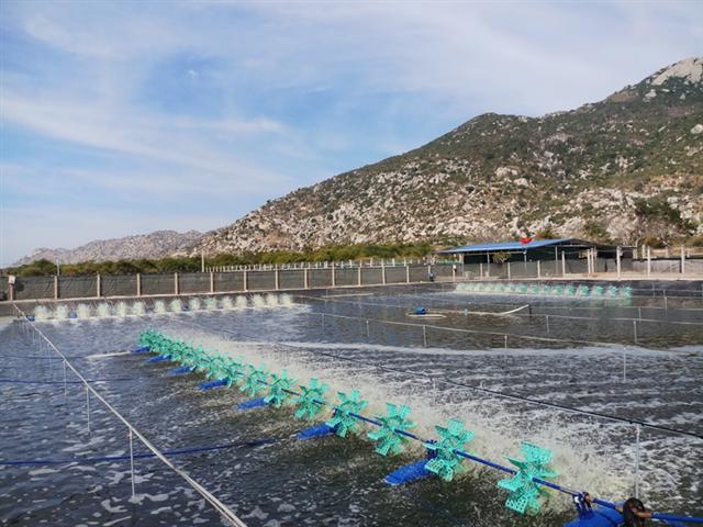 Grobest supports Vietnamese shrimp farmers with Gro-farm technology