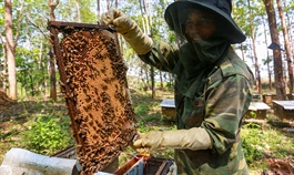 Honey exports set for anti-dumping probe in US