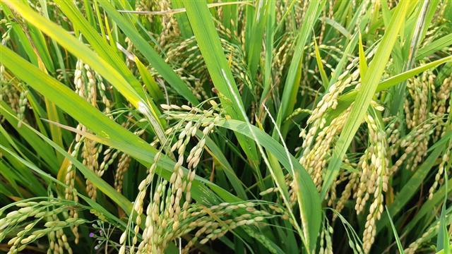 Giá gạo xuất khẩu mất 20 USD/tấn trong một tháng