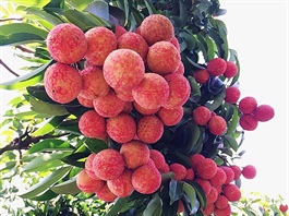 Chinese traders allowed to enter Vietnam for lychee purchase