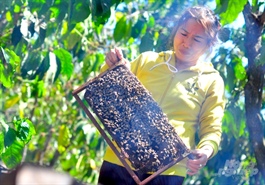 US launches anti-dumping investigation on Vietnam honey imports