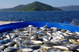 Norway: Decades-long supporter of Vietnam’s marine aquaculture