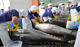 Tuna exports soar