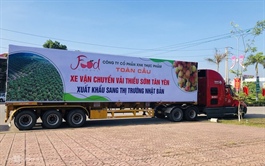 Vietnam exports 20 tons of lychees to Japan