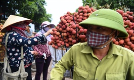 Lychee farmers learn the ropes of online trading