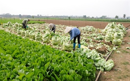 Hanoi to team up with provinces in farm produce consumption