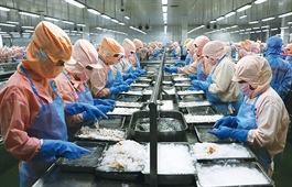 Shrimp leading the charge in seafood sector recovery