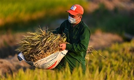 Vietnam rates fall as buyers hunt cheaper deals