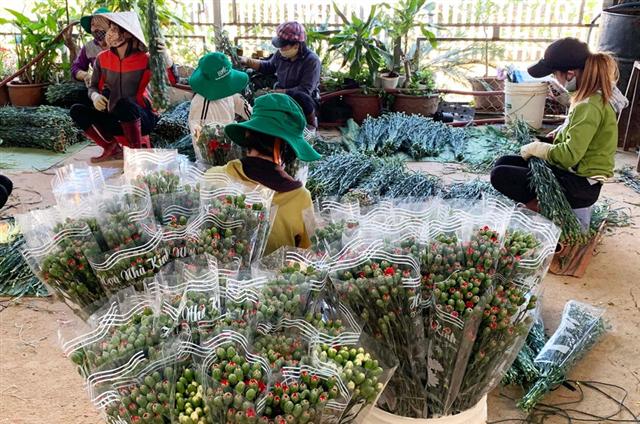 Hàng chục triệu cành hoa Tết Đoan Ngọ ở Đà Lạt ‘tắc’ đầu ra