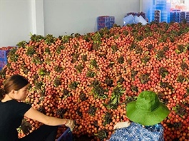 Hai Duong exports fresh lychees to France