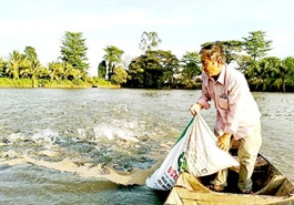 Feed price increase drives fish farmers to despair