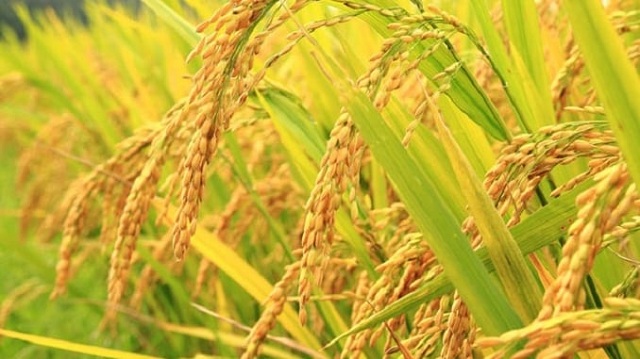 MCF đặt kế hoạch lãi trước thuế 2021 tăng nhẹ, tập trung kinh doanh nội địa - Vimarsana News