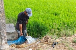 FAO supports Vietnam in building sustainable food systems