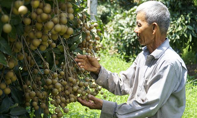 Mekong Delta fruit overabundant amid HCMC wholesale market closures