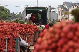 Agricultural exports up 28.2 pct