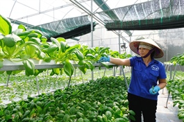 IFC, McCormick, and Citi support sustainable agricultural production in Vietnam