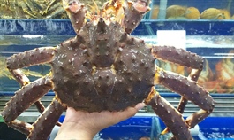 Imported seafood prices skyrocket amid transport restrictions