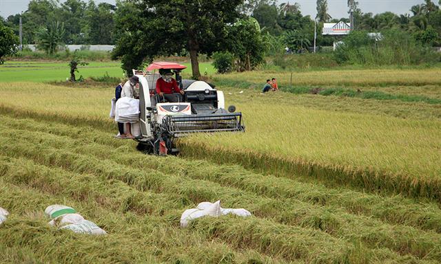 Rice supply chain in Mekong Delta may be broken