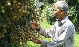 Pandemic wears out Mekong Delta farm cooperatives