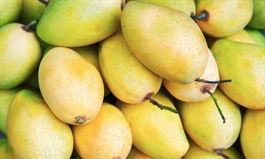 Vietnam biggest buyer of Cambodia’s mangoes