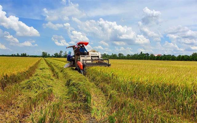 Giá thành sản xuất lúa Hè Thu ở ĐBSCL tăng hơn 1.200 tỷ đồng