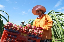 China should resume fruit imports at border, Vietnam urges