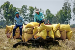 Rice export prices plunge to 18-month low