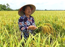 Hanoi to bolster the value of rice in domestic and overseas markets