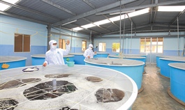 Shrimp processing giant (MPC) posts 9 pct revenue increase