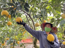 Hanoi supports farm produce consumption