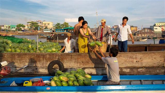 The Dutch help Mekong Delta farmers grow citrus trees