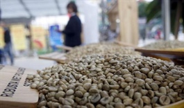 Vietnam coffee exports to UK plummet