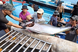 Vietnam goes past Thailand, becomes Israel's biggest tuna supplier