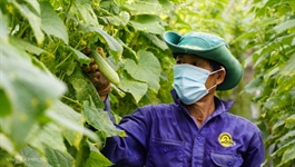 Vietnam allows fully vaccinated people to produce, deliver agricultural goods